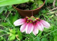 Bulbophyllum flabellum-veneres