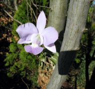 Cattleya walkeriana var. Coerulea ,Terra Azul'