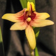 Eria thao (Campanulorchis globosa)