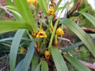 Maxillaria variabilis var.: Yellow