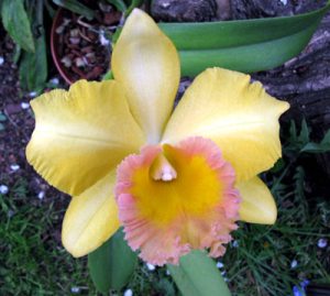 Blc. Malworth ,Orchidglade'