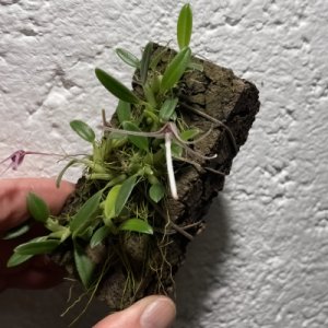 Bulbophyllum alticola