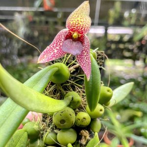 Bulbophyllum disciflorum (Syn. Trias disciflora)