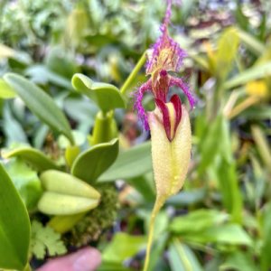 Bulbophyllum fascinator var. semi-alba
