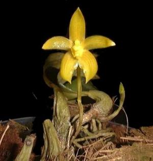 Bulbophyllum hematipes