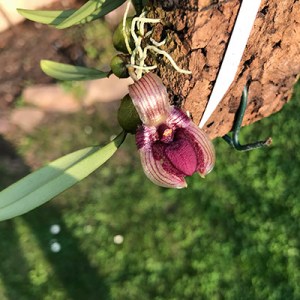 Bulbophyllum lopalanthum