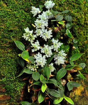 Dendrobium leucocyaneum