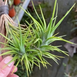 Tillandsia tenuifolia grüner Typ