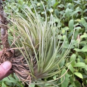 Tillandsia tenuifolia , type dur, en forme de griffe, semblable