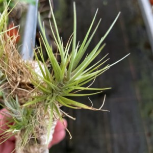 Tillandsia tenuifolia kleinster Typ, sternförmig