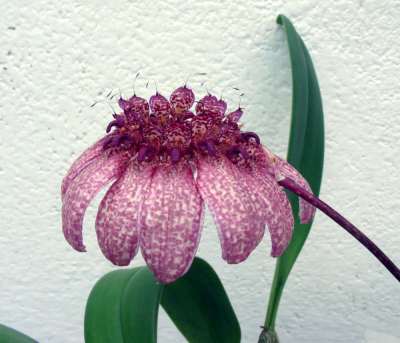 Bulbophyllum eberhardtii