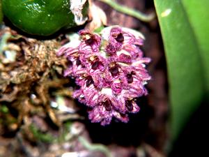 Bulbophyllum muscarirubrum