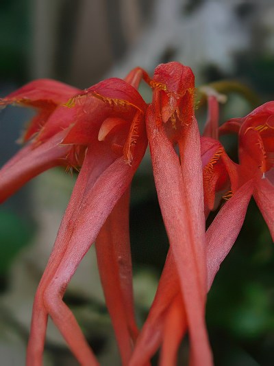 Bulbophyllum tingabarinum red