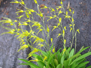 Anathallis linearifolia