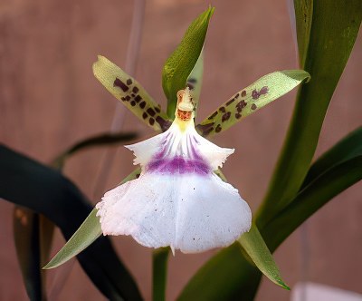 1 Stück Handgefertigter, Mit Haken Gewebter Wollglocken-orchideen