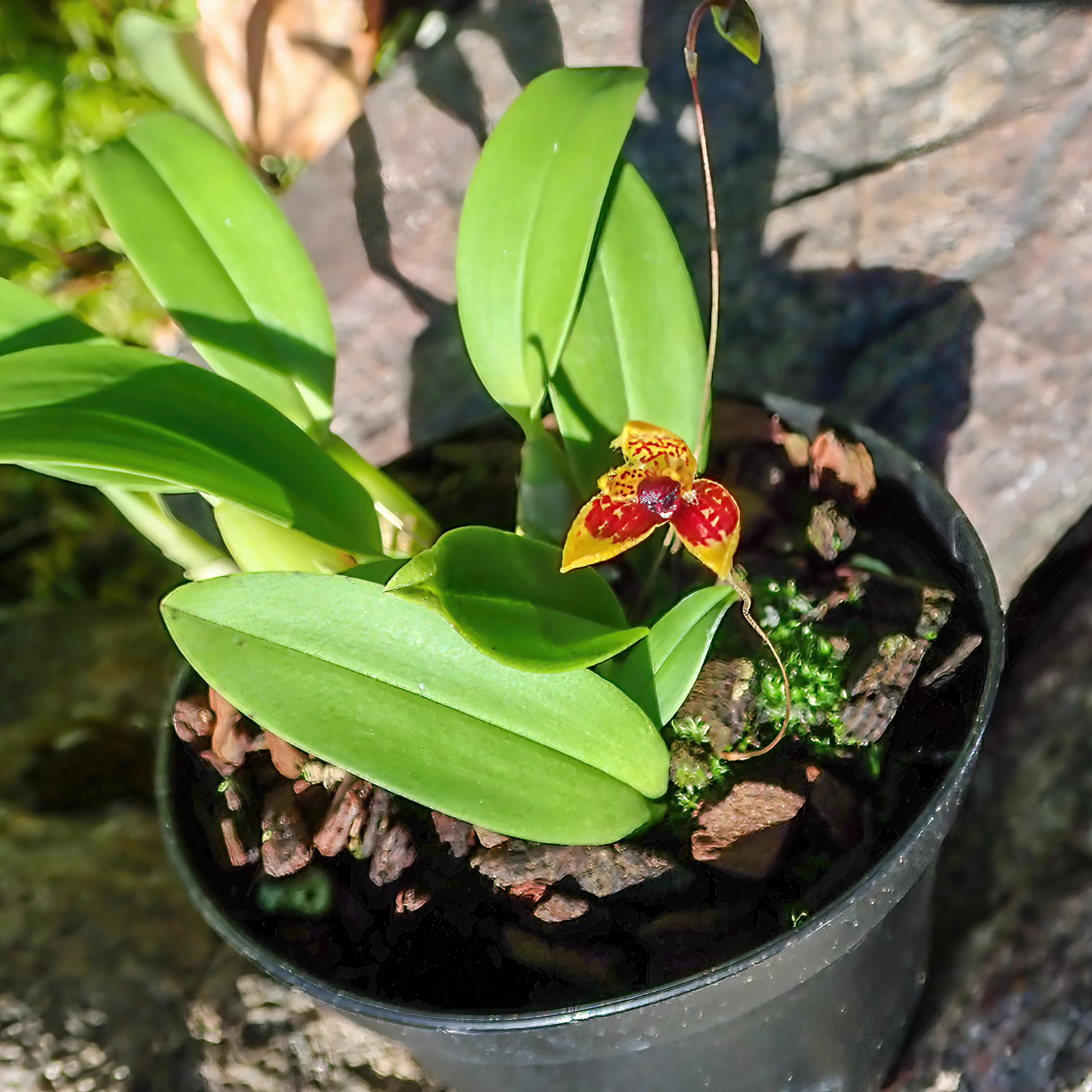 Bulbophyllum catenulatum