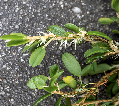 Bulbophyllum clandestinum