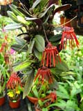Bulbophyllum thaiorum red