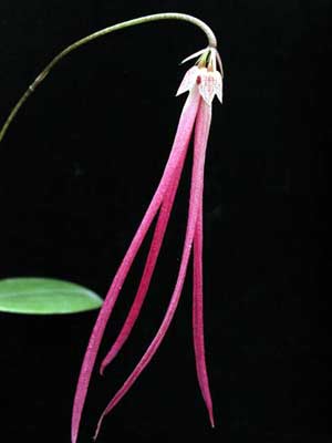 Bulbophyllum jacobsonii