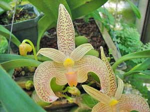 Bulbophyllum lobbii