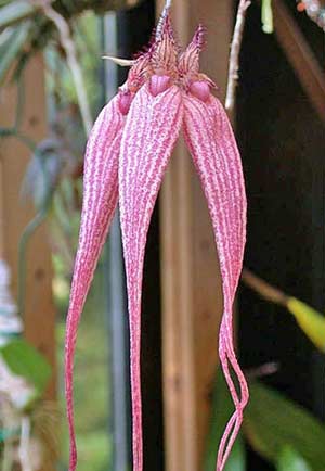 Bulbophyllum Louis Sanders