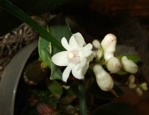 Dendrobium aberans