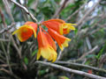 Dendrobium subclausum, var.: flox