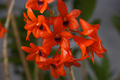 Dendrobium mohlianum