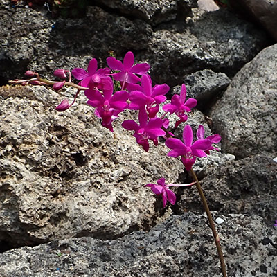 Doritaenopsis Purple Gem