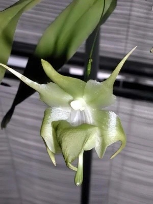 Image of Aeranthes grandiflora