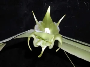 Image of Aeranthes ramosa rolfe