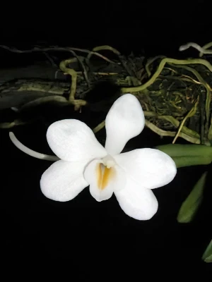 Image of Amesiella phillipinense