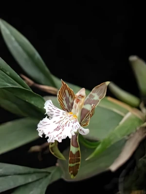 Image of Aspassia variegata