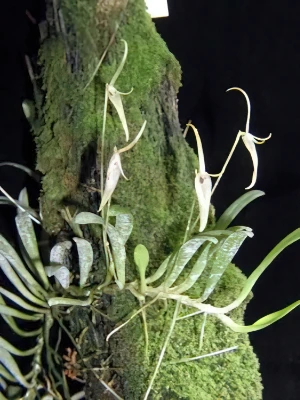 Image of Barbosella cuculata