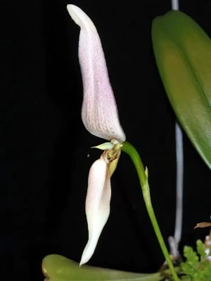 Bild von Bulbophyllum anteniferum