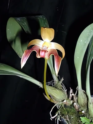 Bild von Bulbophyllum auriculatum garay