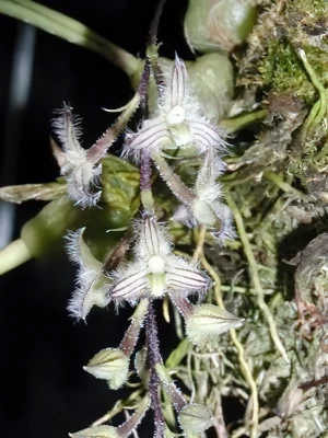 Bild von Bulbophyllum lindleyanum