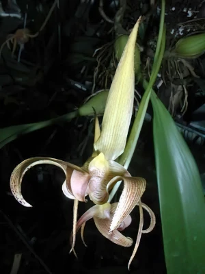 Bild von Bulbophyllum lobbii var. colosseum ridl.