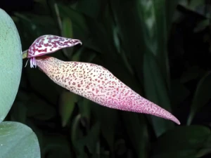 Bild von Bulbophyllum mirum