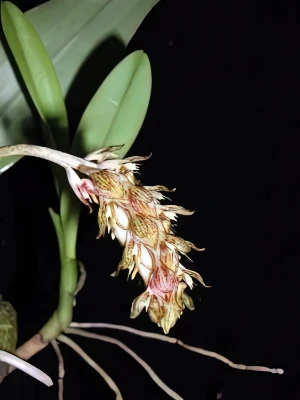 Bild von Bulbophyllum morphologlorum