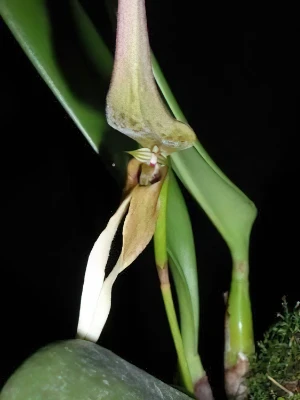 Bild von Bulbophyllum ornithorhynchus