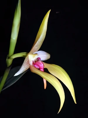 Bild von Bulbophyllum orthoglossum