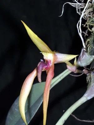 Bild von Bulbophyllum papulosum garay