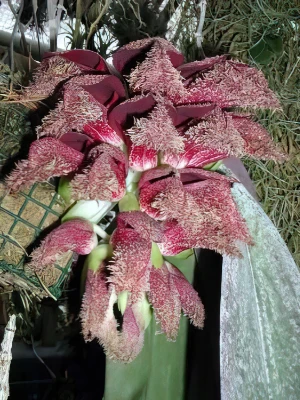 Bild von Bulbophyllum phalaenopsis