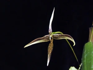 Bild von Bulbophyllum pulchrum schltr.