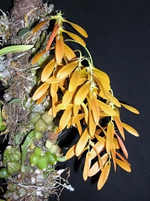 Bild von Bulbophyllum refractum