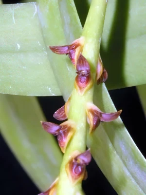 Bild von Bulbophyllum sectiom ploiarum