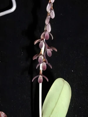 Bild von Bulbophyllum secundum