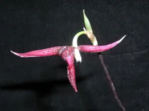 Image of Bulbophyllum serra