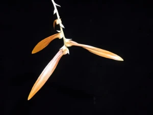 Bild von Bulbophyllum tripudians